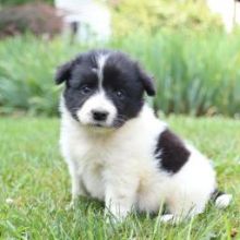 Two Lovely Border collie puppies available. Image eClassifieds4U