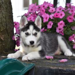 Siberian husky puppies for adoption Image eClassifieds4u