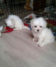 Excellence lovely Male and Female Maltese Puppies for adoption