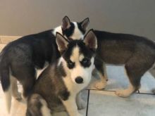 Perfect lovely Male and Female Siberian Husky Puppies for adoption