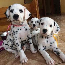 Wonderful lovely Male and Female Dalmatian Puppies for adoption