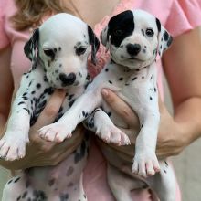 Wonderful lovely Male and Female Dalmatian Puppies for adoption