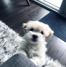 Cute Maltese puppies for adoption Email US (bryanmoore688@gmail.com ) Image eClassifieds4U