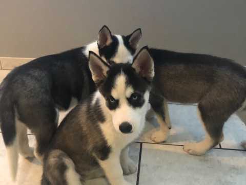 Perfect lovely Male and Female Siberian Husky Puppies for adoption Image eClassifieds4u