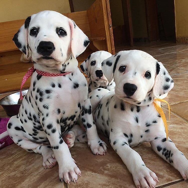 Wonderful lovely Male and Female Dalmatian Puppies for adoption Image eClassifieds4u
