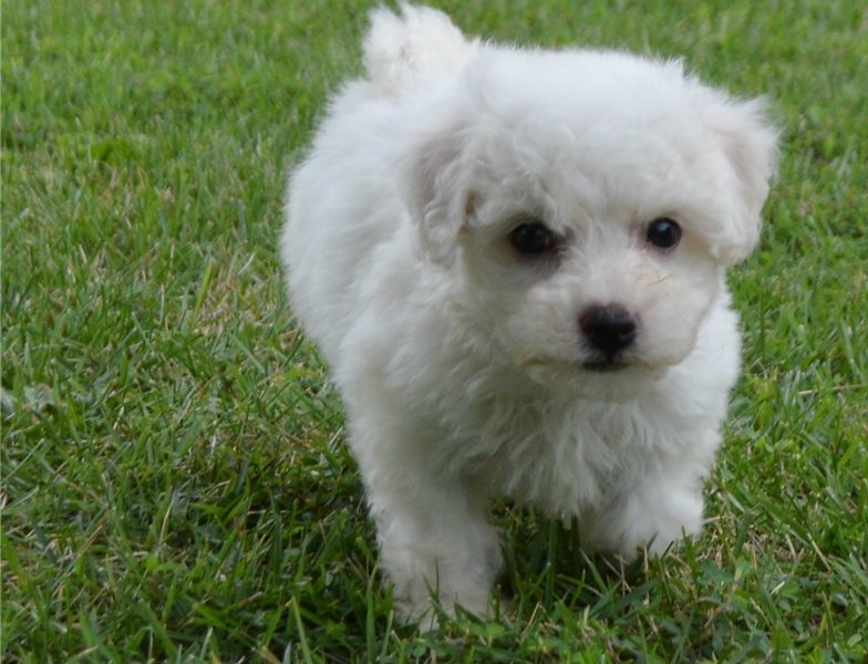 Bichon Frise is eager to make friends with strangers Image eClassifieds4u