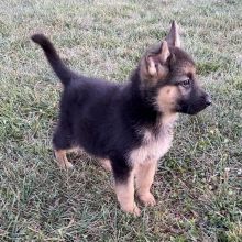 German Shepherd puppies ready for adoption.