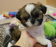 Adorable outstanding SHIH TZU Puppies ready