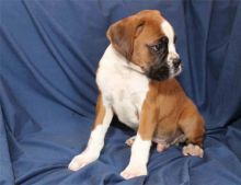 Available Boxer puppies. Both 12 weeks old,