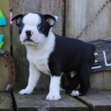 Beautiful AKC registered Boston terrier puppies available