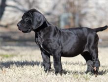 Beautiful male and female Great Dane puppies are now ready