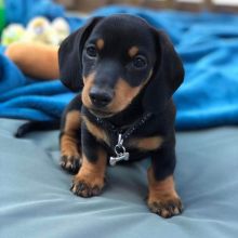 Black and Fawn mini Dachshund Puppies for adoption