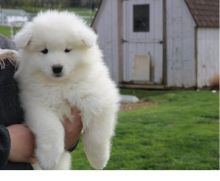 Cute Samoyed puppies are ready for re homing