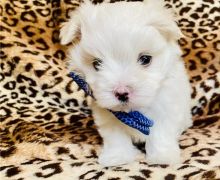 Gorgeous Teacup Maltese puppies,