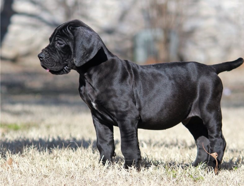 Beautiful male and female Great Dane puppies are now ready Image eClassifieds4u