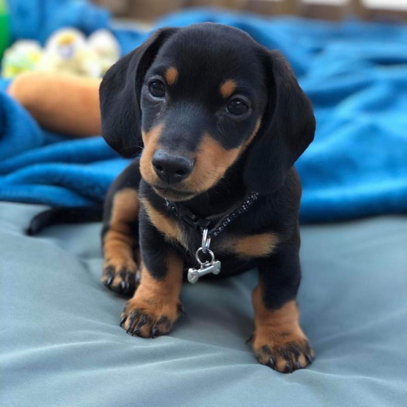 Black and Fawn mini Dachshund Puppies for adoption Image eClassifieds4u