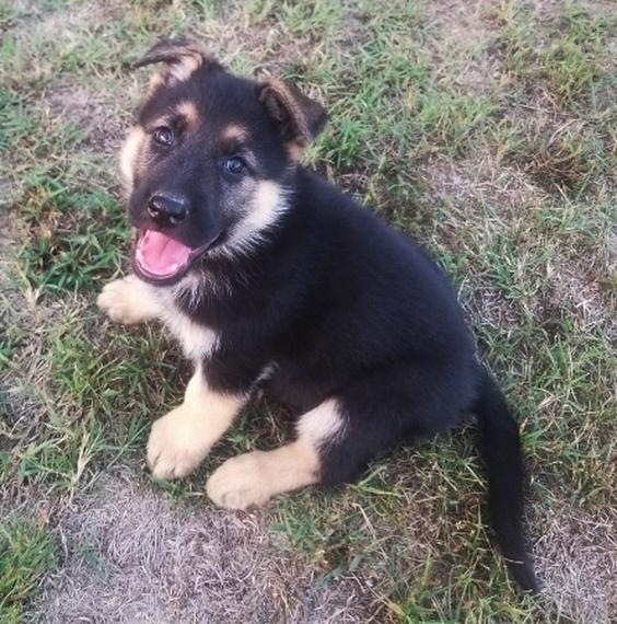 Cute German Shepherd Puppies Image eClassifieds4u