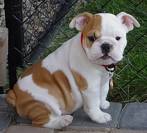 Cute male and female English bulldog Puppies available. Image eClassifieds4u