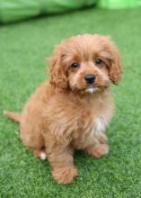 Amazing male and female Cavapoo puppies available Image eClassifieds4U