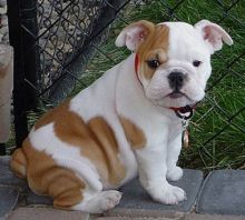 Cute male and female English bulldog Puppies available. Image eClassifieds4U