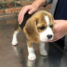 Sweet & playful Beagle puppies. Image eClassifieds4U