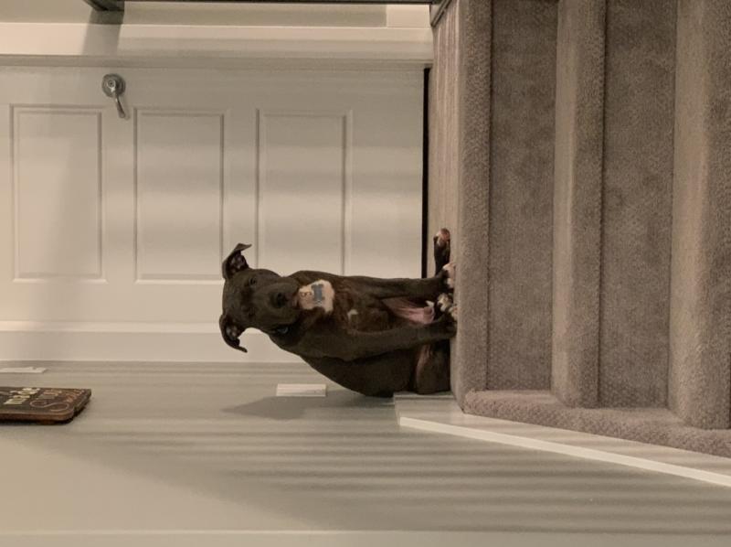 Pitbull Terrier Image eClassifieds4u