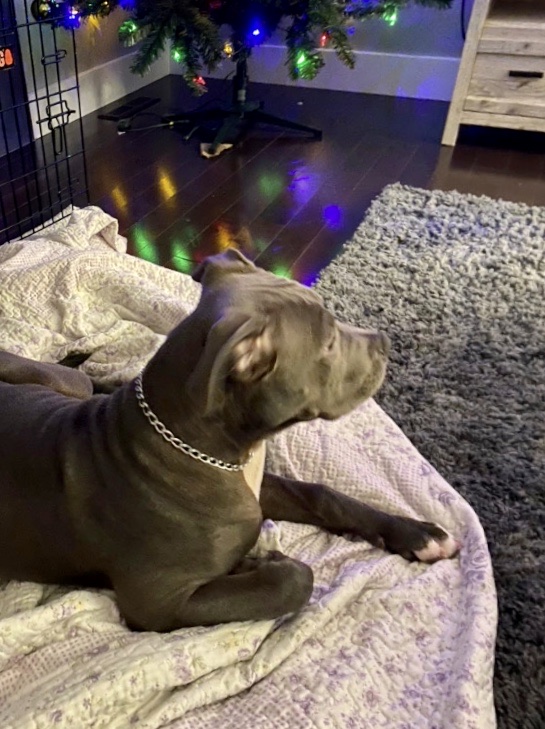 Pitbull Terrier Image eClassifieds4u