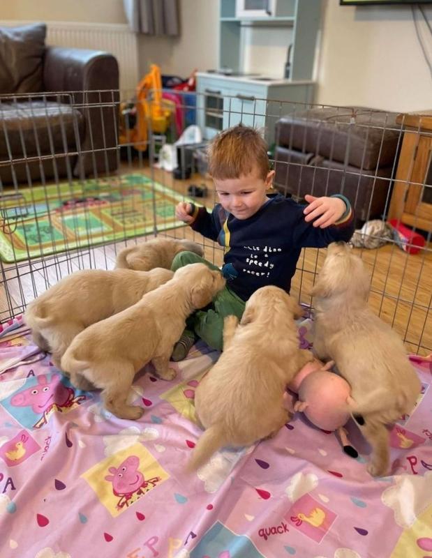 Golden Retriever Puppies Available Image eClassifieds4u