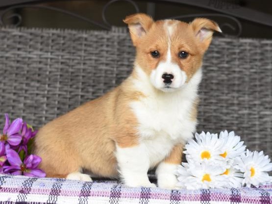 🐶💕🐶 NICE LOOKING 🟥🍁🟥 CKC PEMBROKE WELSH CORGI PUPPIES 💗🍀🍀 Image eClassifieds4u