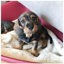 Dachshund Puppies Looking For New Homes