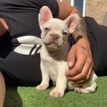French Bulldog Puppies available, updated on vaccines , very healthy and Friendly