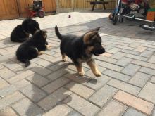 German Shepard Puppies Available