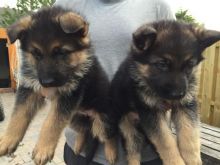 German Shepard Puppies Available