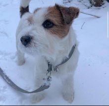 Jack Russell puppies available in good health condition for new homes