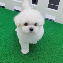 Maltese puppies available in good health condition for new homes