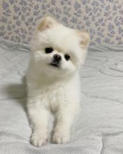 Pomeranian puppies available in good health condition for new homes