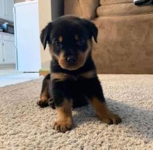 Rottweiler puppies, male and female for adoption