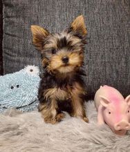 Yorkie Terrier Puppies - Ready Now for adoption