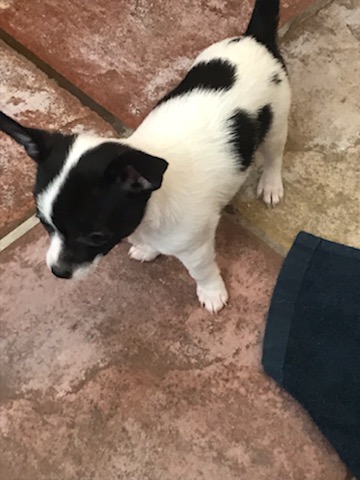 Chihuahua puppy Image eClassifieds4u