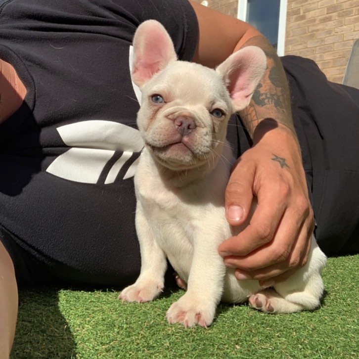 French Bulldog Puppies available, updated on vaccines , very healthy and Friendly Image eClassifieds4u