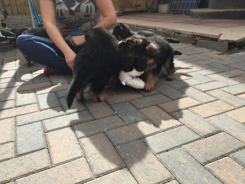 German Shepard Puppies Available Image eClassifieds4u