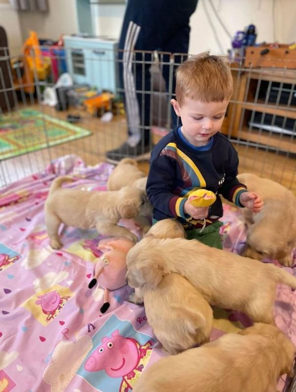 Golden Retriever Puppies Available Image eClassifieds4u