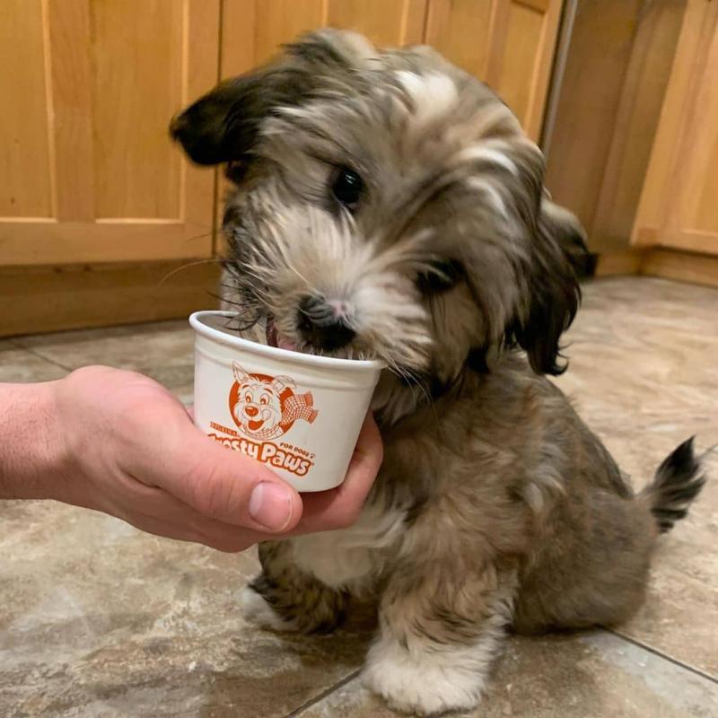 Havanese puppies available in good health condition for new homes Image eClassifieds4u