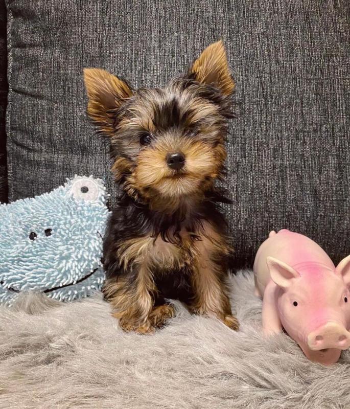 Yorkie Terrier Puppies - Ready Now for adoption Image eClassifieds4u