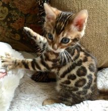 Bengal Kittens available. Call or text @(204) 800-5802