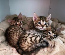 cute bengal kitten for a new home
