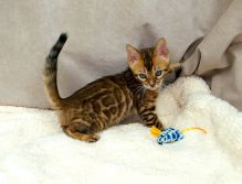 cute bengal kitten for a new home