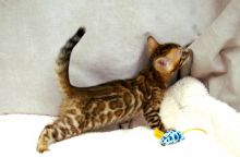 cute bengal kitten for a new home