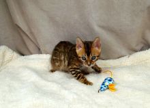 lovely bengal kitten for adoption