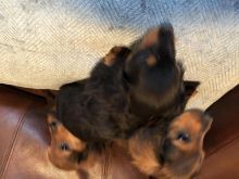 Mini dachshund puppies for adoption